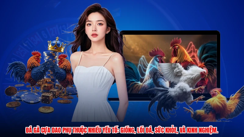 Đá gà cựa dao phụ thuộc nhiều yếu tố: giống, lối đá, sức khỏe, và kinh nghiệm.