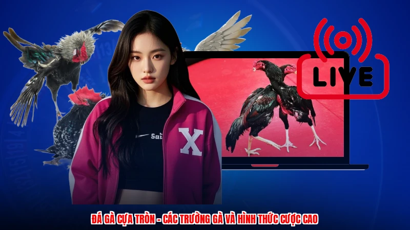 Đá Gà Cựa Tròn - Các Trường Gà Và Hình Thức Cược Cao