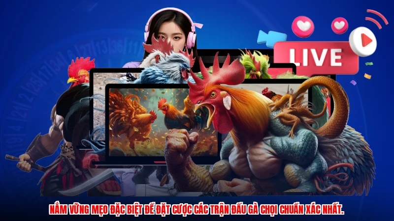 Nắm vững mẹo đặc biệt để đặt cược các trận đấu gà chọi chuẩn xác nhất.