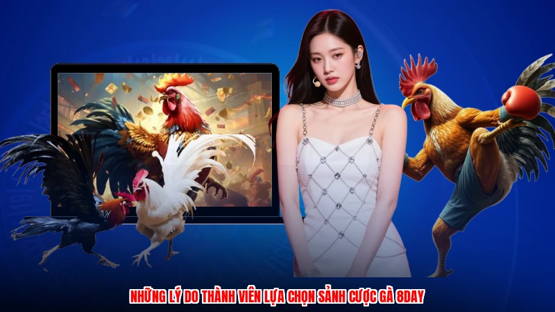 Những lý do thành viên lựa chọn sảnh cược gà 8DAY